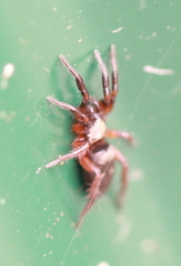 Callilepis nocturna