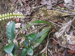 Dendrochilum crassifolium