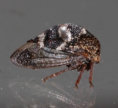 Cyrtolobus tuberosus