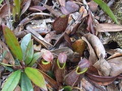 Nepenthes tentaculata