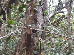 Nepenthes tentaculata
