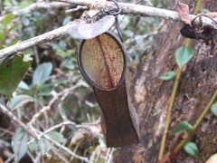 Nepenthes tentaculata