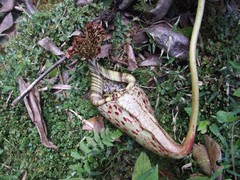 Nepenthes burbidgeae