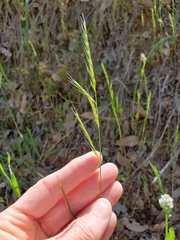 Festuca microstachys
