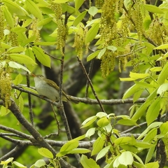 Phylloscopus coronatus