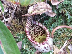 Nepenthes burbidgeae