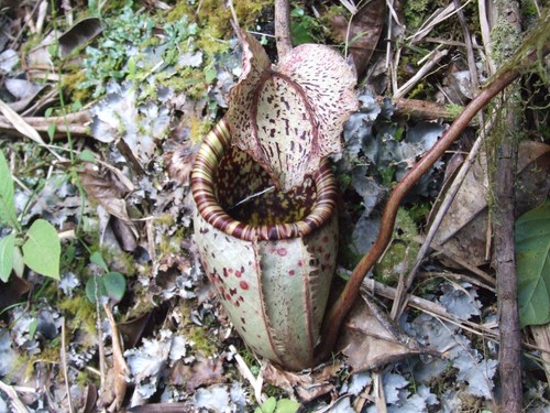 Nepenthes burbidgei