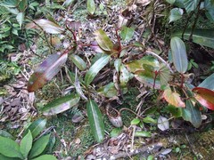 Nepenthes burbidgeae