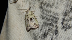 Blenina squamifera