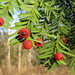 紅豆杉科 - Photo 由 pinemartyn 所上傳的 (c) pinemartyn，保留部份權利CC BY-NC