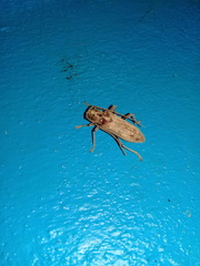 Eburia mutica