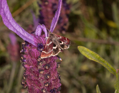Pyrausta acontialis