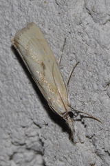 Agriphila brioniellus