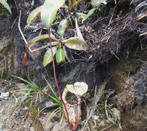 Nepenthes burbidgei