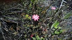 Ledothamnus sessiliflorus