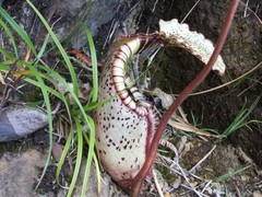 Nepenthes burbidgeae