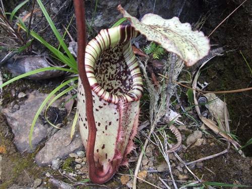 Nepenthes burbidgei