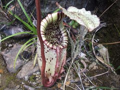Nepenthes burbidgeae