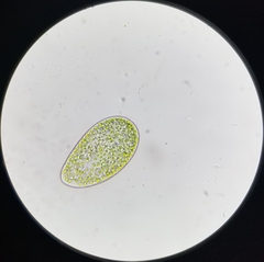 Paramecium bursaria