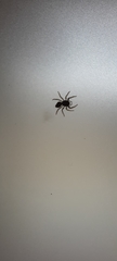 Salticidae