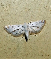 Nymphula indomitalis