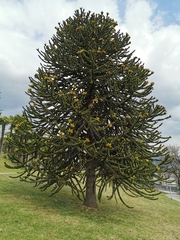 Araucaria araucana