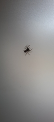 Salticidae