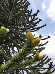 Araucaria araucana