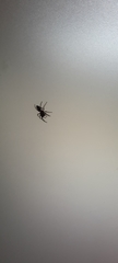 Salticidae