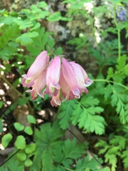 Dicentra eximia