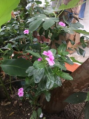 Catharanthus roseus