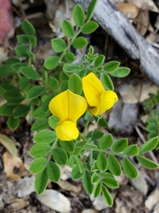 Acmispon grandiflorus
