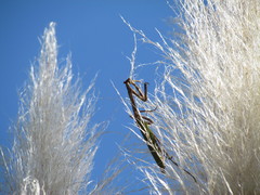 Pseudovates iheringi