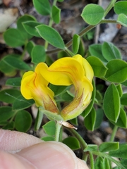 Acmispon grandiflorus