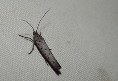 Yponomeuta griseomacula