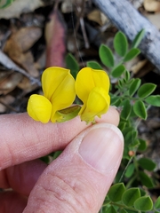 Acmispon grandiflorus