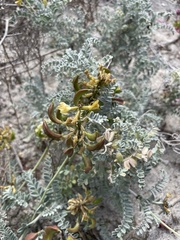 Astragalus nevinii