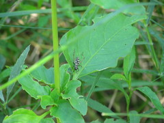 Phylloscyrtus amoenus