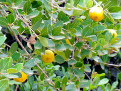 Elaeodendron zeyheri