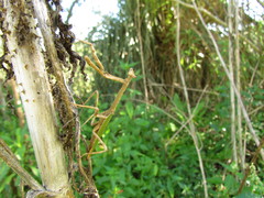 Pseudovates iheringi