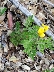 Acmispon grandiflorus