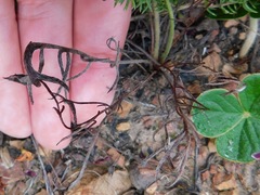 Pelargonium caledonicum