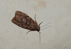 Sommeria meridionalis