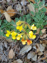 Acmispon grandiflorus