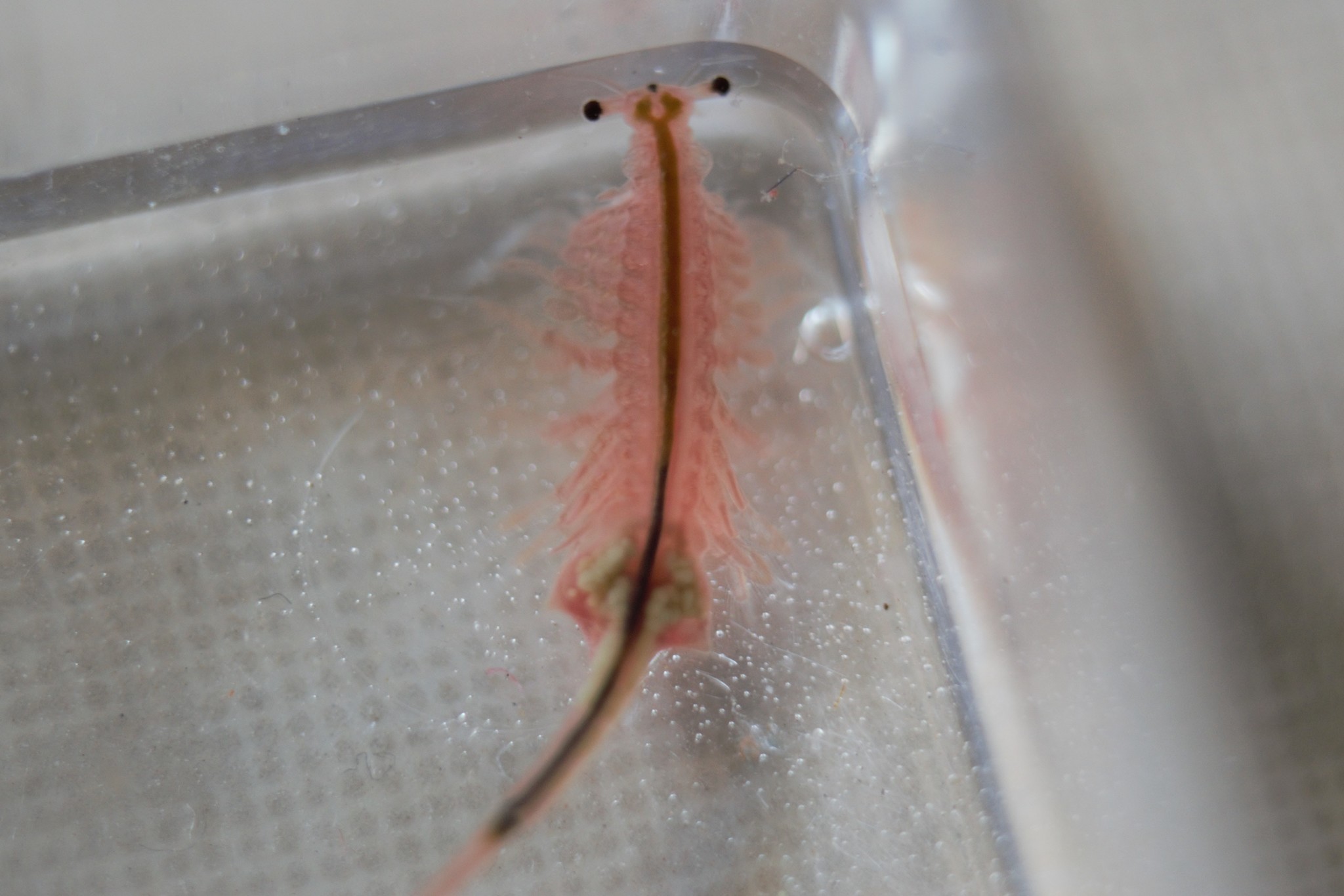 Photos of Brine Shrimp (Artemia salina) · iNaturalist