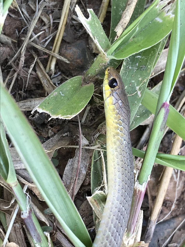 Burrowing Night Snake