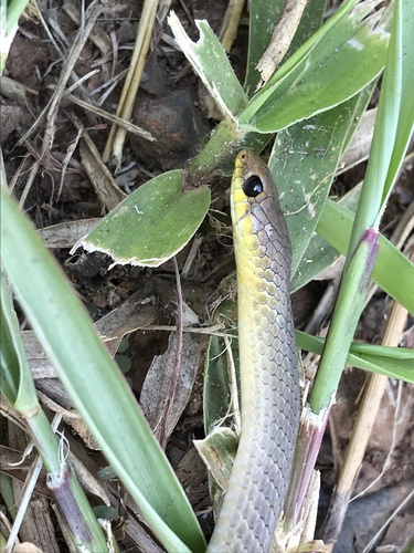 Burrowing Night Snake, Philodryas agassizii