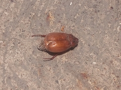 Coleoptera