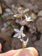 Lithophragma bolanderi