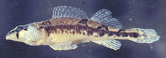 Amber Darter photo 5